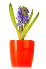 blue hyacinth isolated on white background