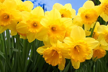 group of yellow daffodils in spring