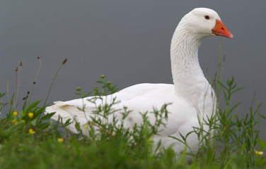 Gans