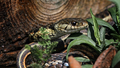 Garter snake
