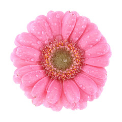 Pink gerbera flower covered with drops isolated on white