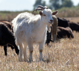Коза на выпасе.