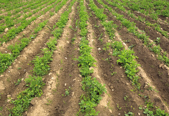 Fototapeta na wymiar Potato sprouts on an agricultural field