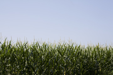 corn field edge on blue sky