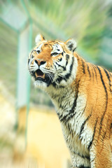 tigre, attaque