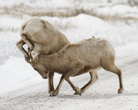 Bighorn Sheep Fighting, Jump