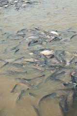 water fish farm