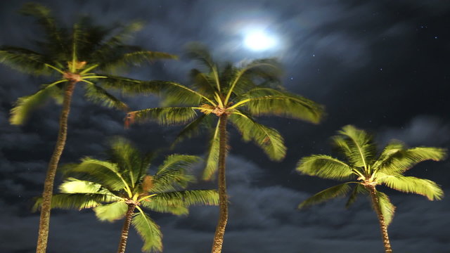 Palm Tree Time Lapse At Night