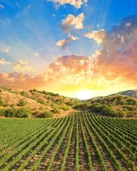 Papier Peint photo autocollant Vignoble vignoble dans une vallée de montagne au coucher du soleil