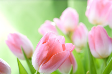 Obrazy  kwiaty tulipanów