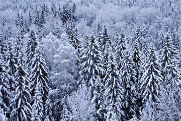 Snow on trees