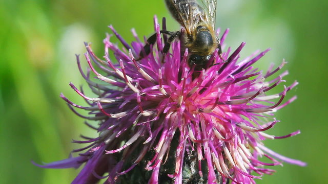 bee on a flower macro