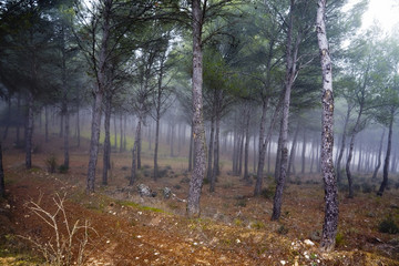 Niebla en el pinar de Carabaña