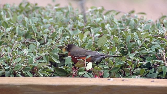 Robins eating little red berries