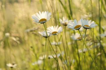 Daisies in a meadow backlit by the morning sun