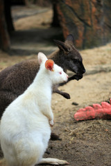 white kangaroo