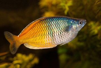melanotaenia boesemani male