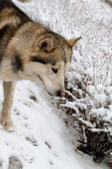 Alaskan Malamute