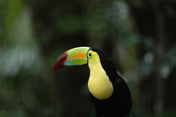 Toucan Ramphastos sulfuratus colorful Tucan bird in zoo