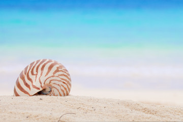 nautilus shell on a beach sand, against blue sea