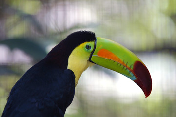 Toucan Ramphastos sulfuratus colorful Tucan bird in zoo