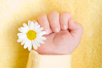 Lovely infant hand with little white daisy