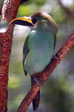 green tropical bird with yellow/balck beak from Belize zoo