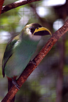 green tropical bird with yellow/balck beak from Belize zoo