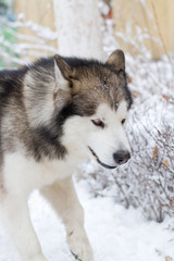 Obraz premium Alaskan Malamute