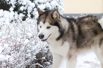 Alaskan Malamute