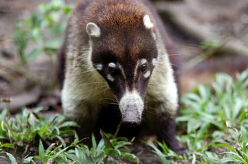 small mammal from belize zoo