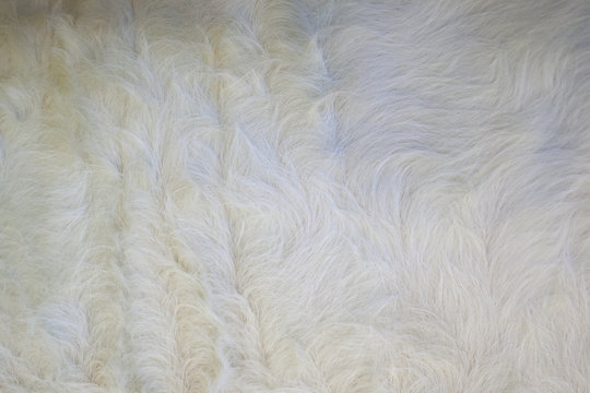 Texture poils