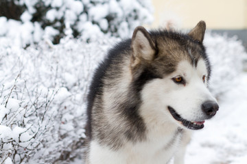 Alaskan Malamute