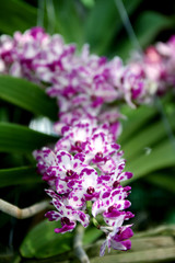 Orchid