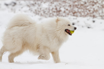 Samoyed