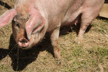 Big pink swine