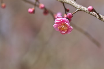 紅梅