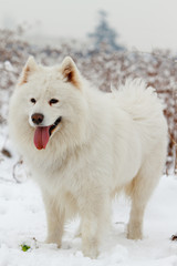 Obraz premium Samoyed