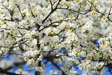 Obraz premium Spring flowers