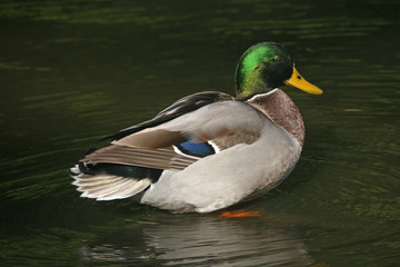 mallard duck