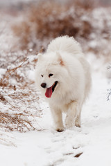 Samoyed
