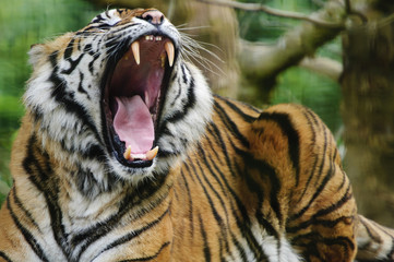 Sumatran Tiger