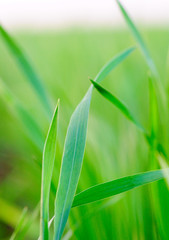 Grass background - selective focus.