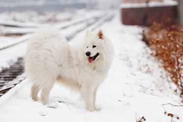 Samoyed