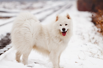 Samoyed