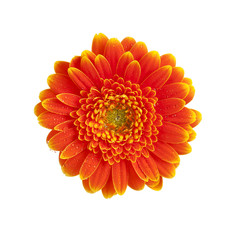 orange starburst gerber daisy flower isolated