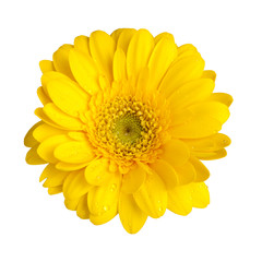 yellow gerber daisy flower isolated