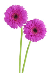 zwei lila gerbera blüten isoliert