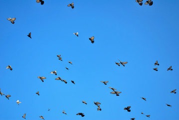 Fototapeta premium many flying pigeons