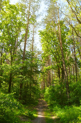 Obraz premium Summer forest